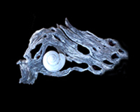 image: The Desert Snail and Cholla