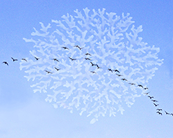 skyoceanbirds 2
