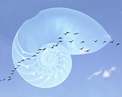 skyoceanbirds 3