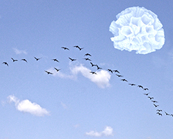 skyoceanbirds 4