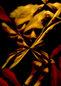 image link to the Fractured gallery